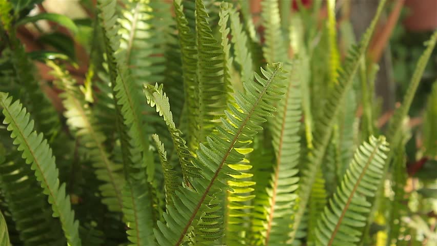 Tuber Ladder Fern, Nephrolepis Cordifolia, Erect Sword Fern, Narrow ...