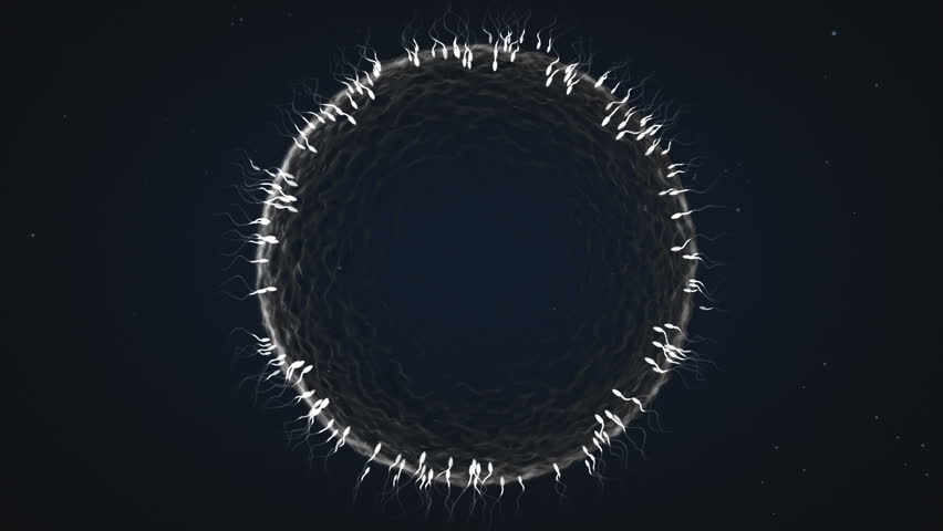 Human Sperm Seen In Dark Field Microscope 400x Magnification Stock ...