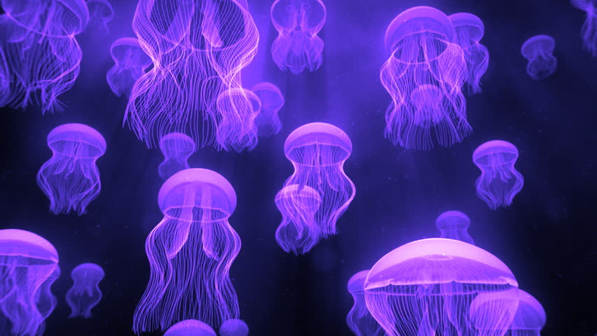 Jellyfish Ascending Stock Footage Video 1084978 | Shutterstock