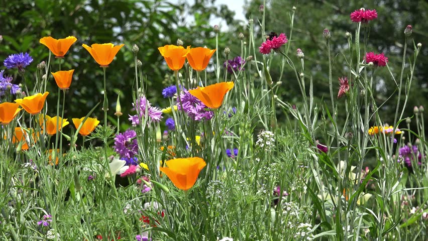 Field Of Colorful Summer Flowers Cornflower And California Poppy Field Of Colorful Summer Flowers 4k Stock Footage Clip