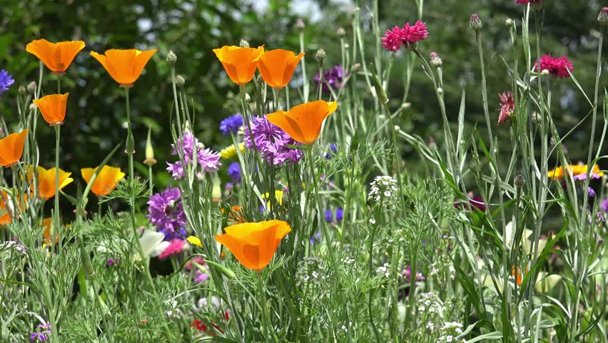 Field Of Colorful Summer Flowers Cornflower And California Poppy Field Of Colorful Summer Flowers Cornflower And California Poppy 4k Stock Footage Clip