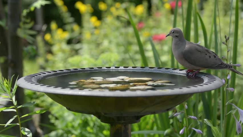 Clear Water In A Bird Stock Footage Video 100 Royalty Free