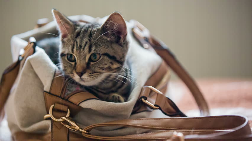 ãcat inside bagãã®ç»åæ¤ç´¢çµæ