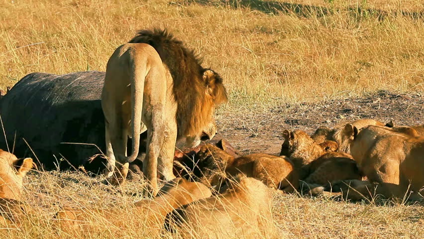 Pride Of Lions Eating A Pray In Masai Mara, Kenya Stock Footage Video ...