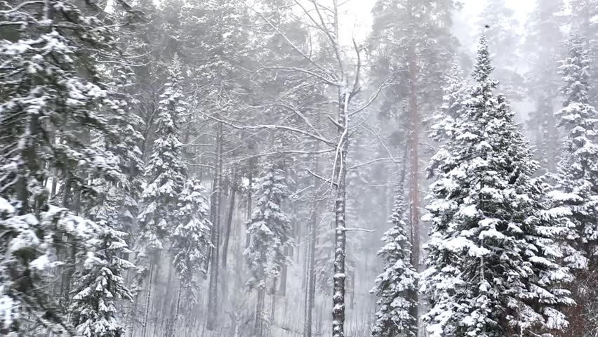 Image result for blizzard forest