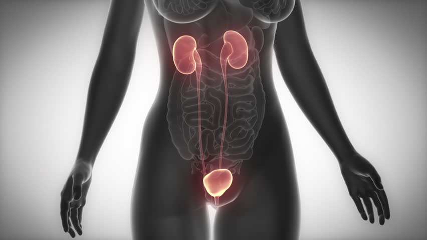 Female Urethra Stock Footage Video | Shutterstock