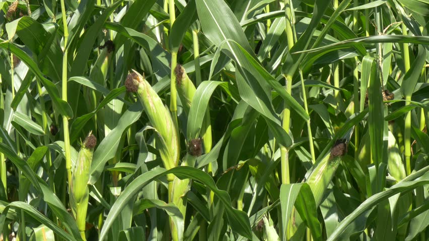 4K Cornfield In Late Summer, Full-grown Maize Plants, Close Up Stock ...