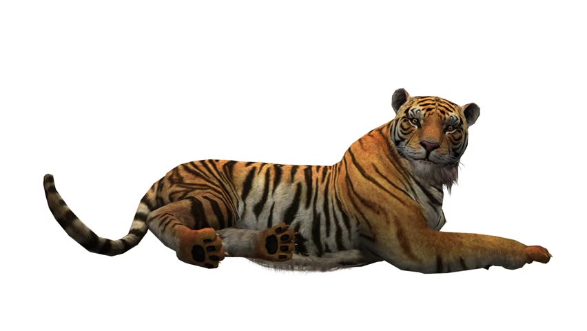 Tired Tiger Lying On Green Screen. Shot With Red Camera. Ready To Be ...