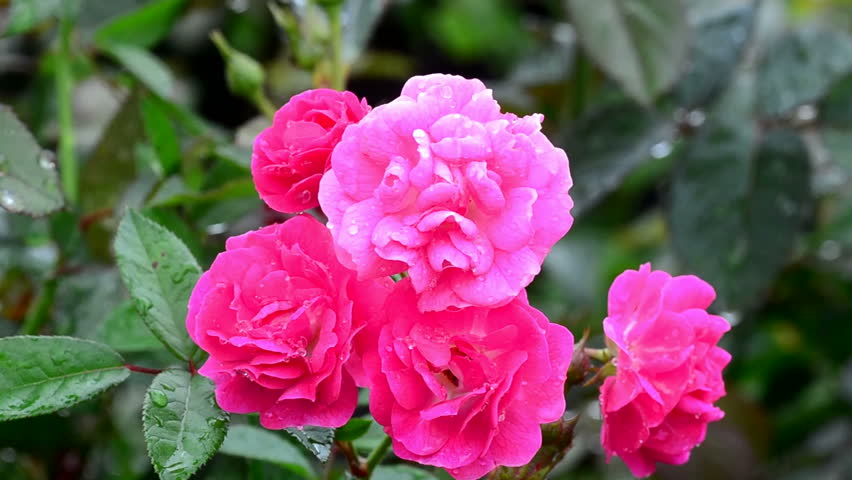 Image result for beautiful peony images