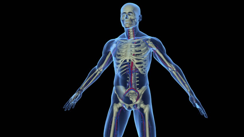 3D Human Body In Loop Rotation Stock Footage Video 1353268 | Shutterstock