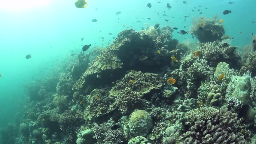 A Beautiful Coral Reef Grows Near Cabilao Island In The Philippines ...