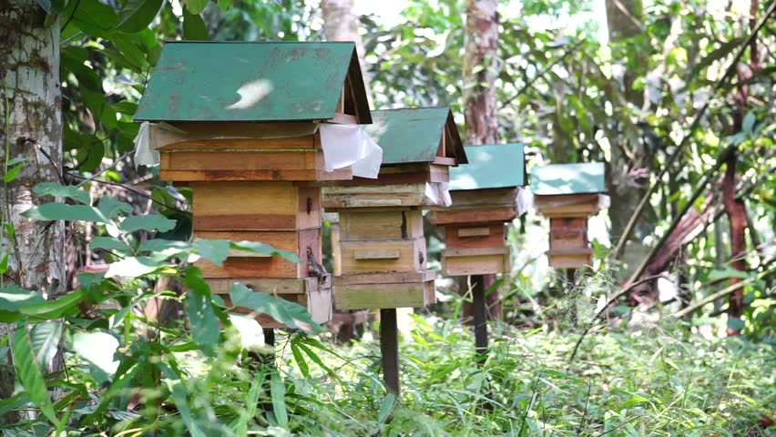Stock Video Clip of Stingless bees house farm in the ...