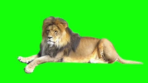 Lion Footage Green Screen Stock Footage Video (100% Royalty-free) 11921576  | Shutterstock