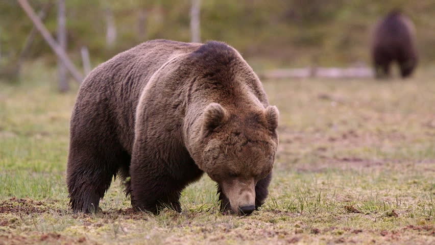 Huge Brown Bear Walking In Swamp Making Noise Ambient Audio Stock ...