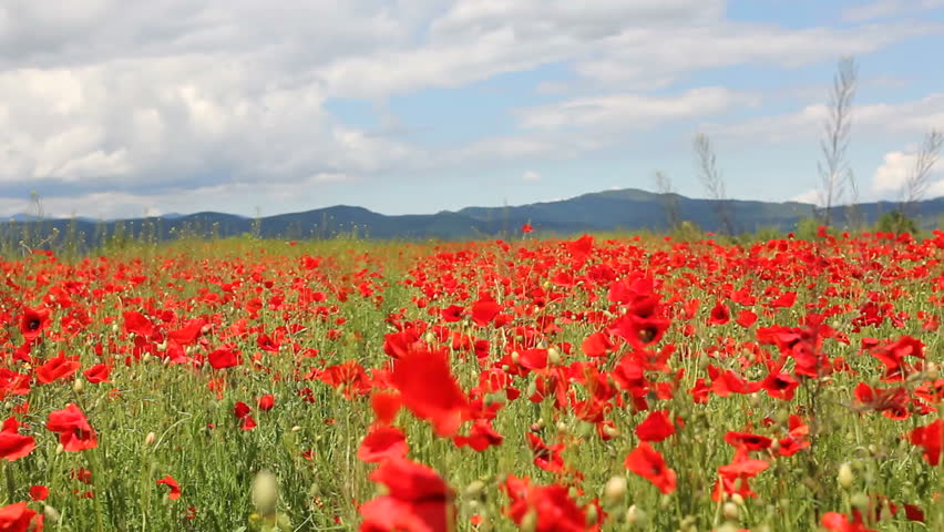 Beautiful Blossom Red Poppies Flower Stock Footage 100 Beautiful Blossom Red Poppies Flower Landscape Windy Weather Summer