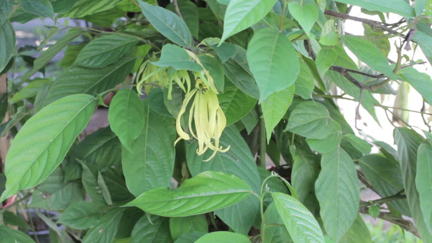 Dwarf Ylang Flower Cananga Odorara Stock Footage Video 100 Royalty Free 12239696 Shutterstock Dwarf Ylang Flower Cananga Odorara Stock Footage Video 100 Royalty Free 12239696 Shutterstock