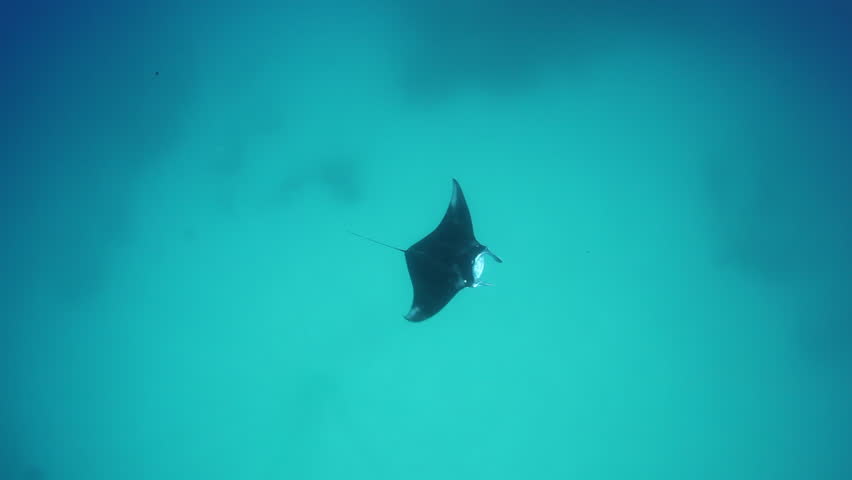 Image result for STOCK IMAGE manta ray