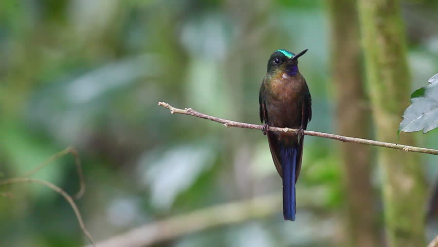 Header of Aglaiocercus coelestis