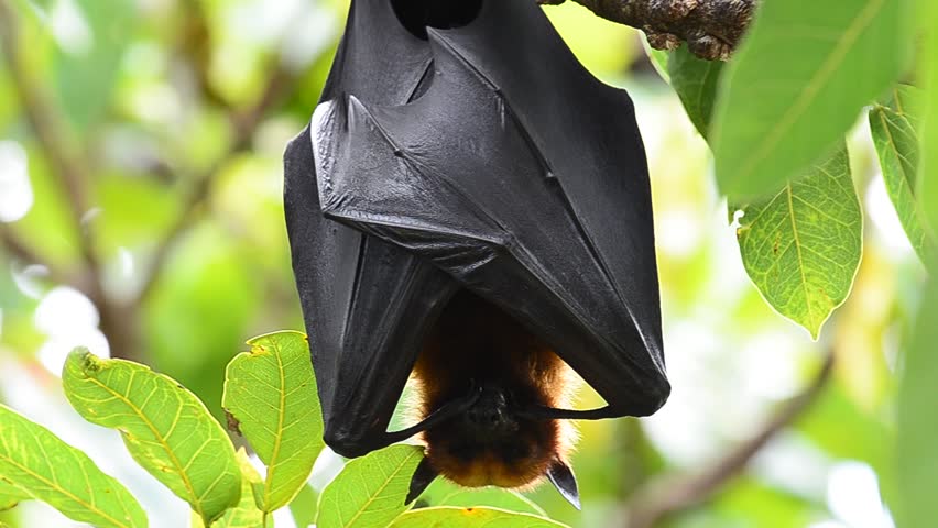 The Scary Hanging Flying Fox Or Fruit Bat Or Hyles Bat Hang Downward ...