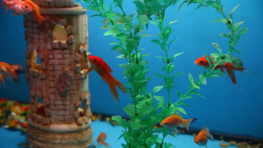 Download 460 Koleksi Background Grass Aquarium Gratis