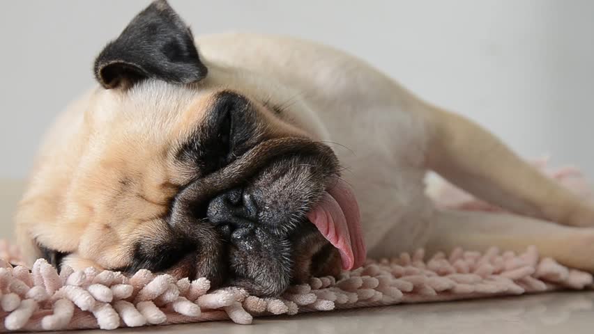 Little Girl Falls Asleep Hugging A German Shepherd Puppy Stock Footage ...