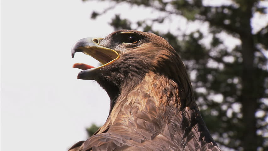 Golden Eagle Stock Video Footage Golden Eagle Hd Video