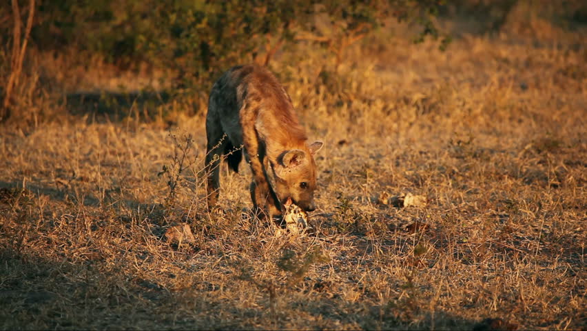 Spotted Hyena (crocuta Crocuta) Scavenging Stock Footage Video (100%