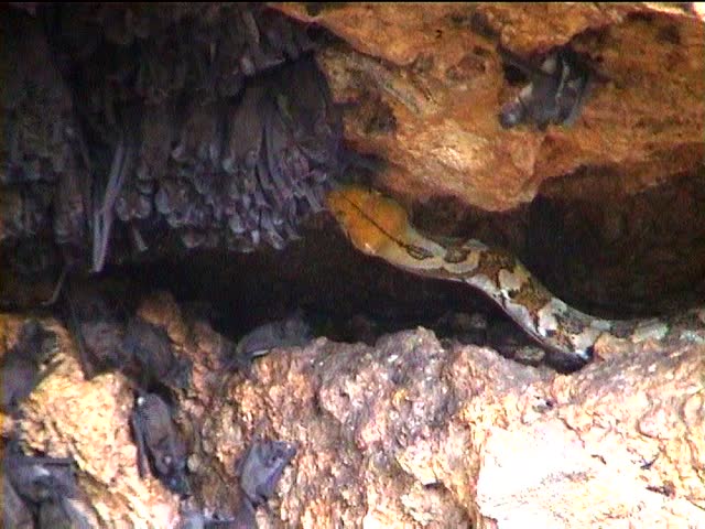Reticulated Python Hunting Wrinkled-lipped Bats Stock Footage Video ...