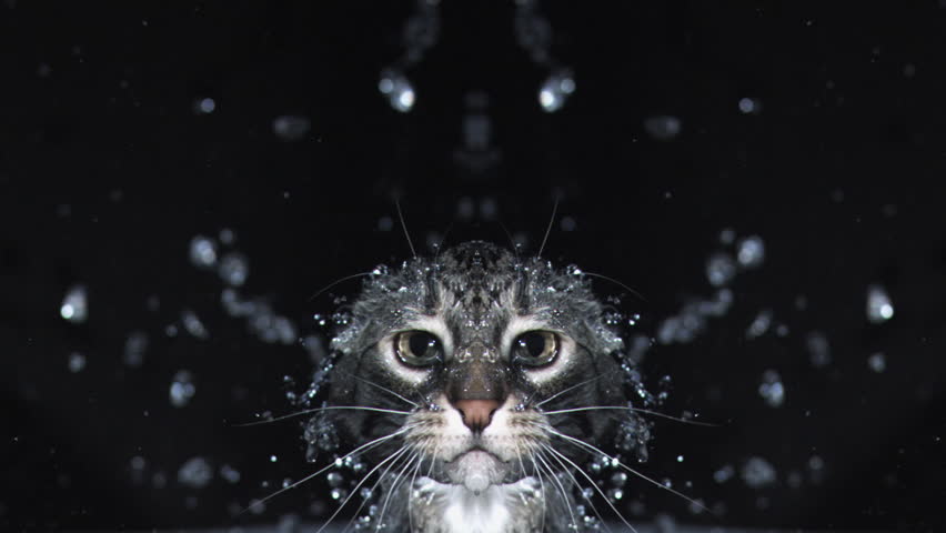 SLOW MOTION Frightened Cat Falls Into Bath, Splashing Water And Leaping