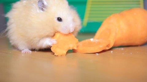 Cute Hamster Syrian Hamster On Stone Stock Footage Video (100%  Royalty-free) 12933266 | Shutterstock