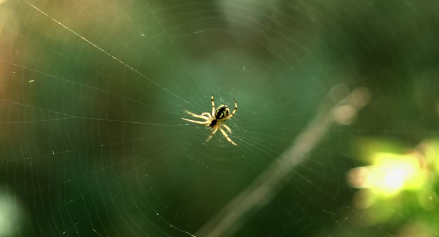 Spiders On Webs Above A Water Surface Jiggle In The Wind - Closeup ...