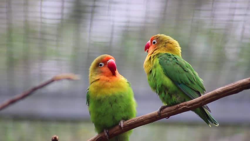 Header of Agapornis fischeri