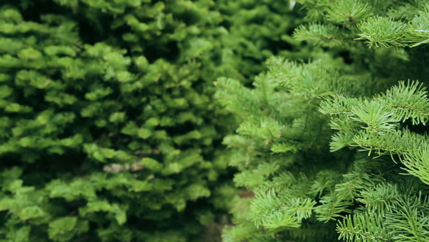 fresh cut christmas trees how to keep real christmas trees fresh cut christmas trees how to keep real christmas trees