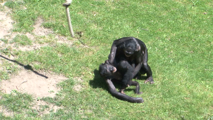 Bonobo Monkeys Mating Sex On Stock Footage Video (100% Royalty-free)  13197506 | Shutterstock