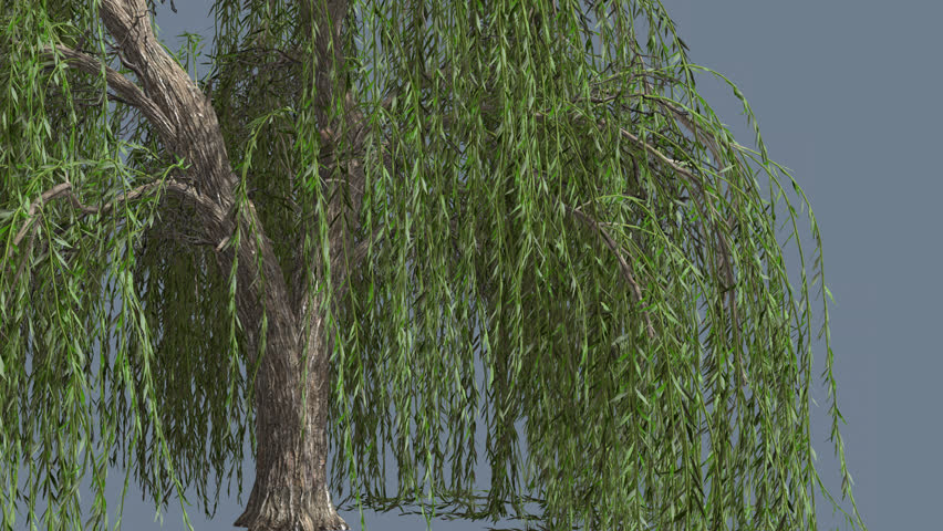 weeping-willow-top-of-tree-long-hanging-tree-branches-are-swaying-at