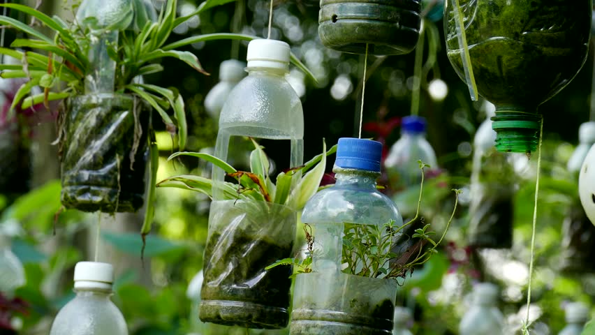 Plants Decorate In Bottle Stock Footage Video 100 Royalty Free