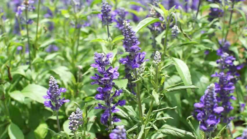 Purple Mint Flower Stock Footage Video 9984380 Shutterstock Dolly Shot Of Blue Salvia Purple Flowers Mint Family Plant Hd Stock Video Clip