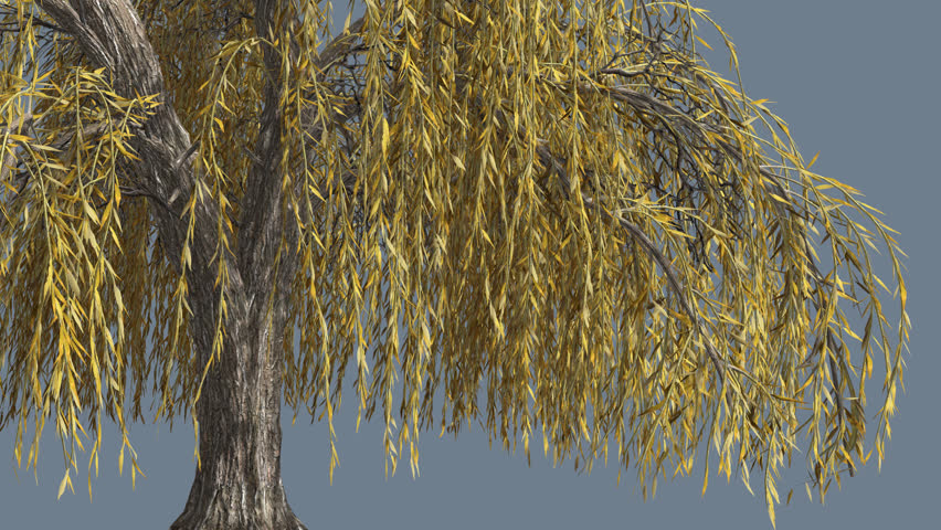 Tree With Long Hanging Branches