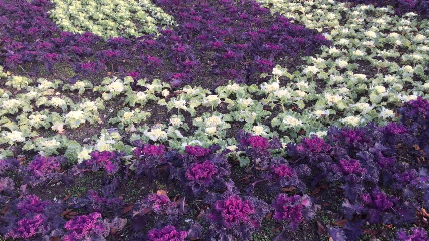 Botanical Garden Details Diffe Kinds Of Flowers And Other Public Park View In The City Hd Stock Footage Clip