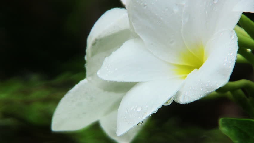 Hawaiian Flowers Stock Footage Video | Shutterstock