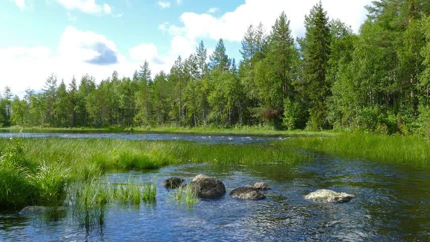 Forest River Landscape. Karelia. Stock Footage Video 33533632 ...