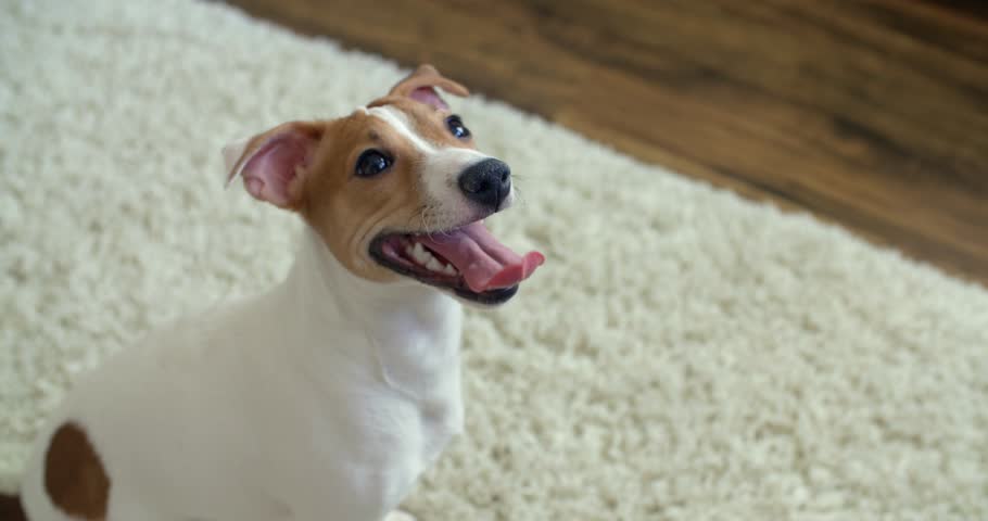 4k00 094k Very Cute Puppy 8 Months Jack Russell Terrier Sticking