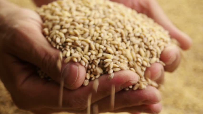 Grain In The Hands. Man Hands Holding Barley Grain. Stock Footage Video ...