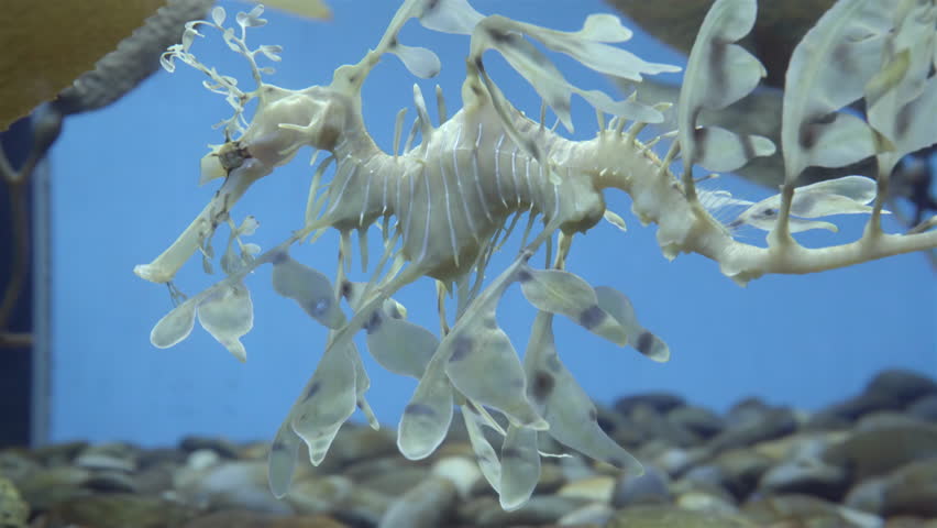 Albino Leafy Sea Dragon Aquarium Stock Footage Video 100