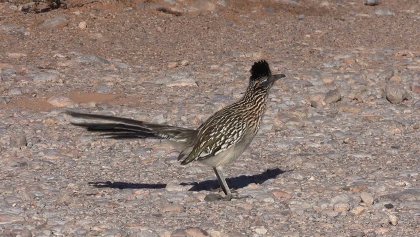 Header of roadrunner
