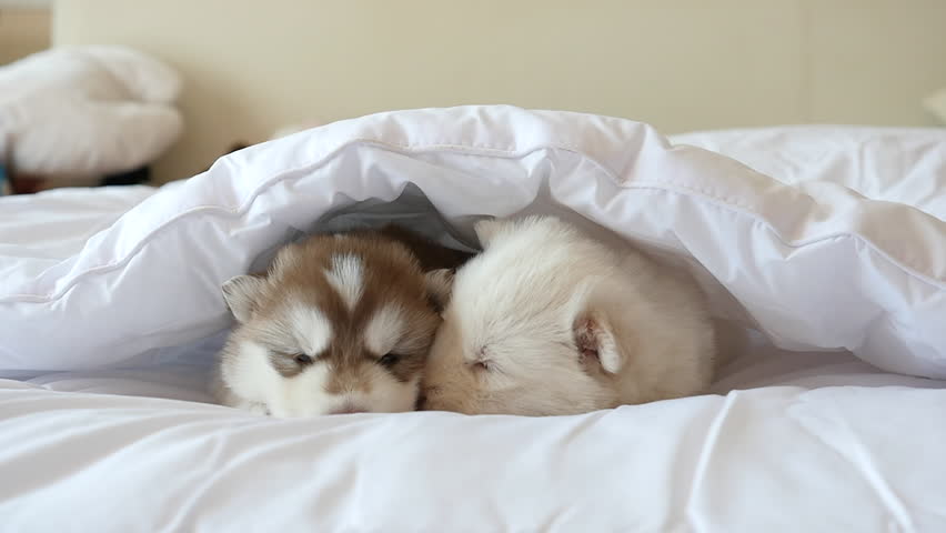 Are Huskies Cuddly? Pet Owners Beware! Are Huskies Cuddly Are Huskies Cuddly? Pet Owners Beware! Are Huskies Cuddly