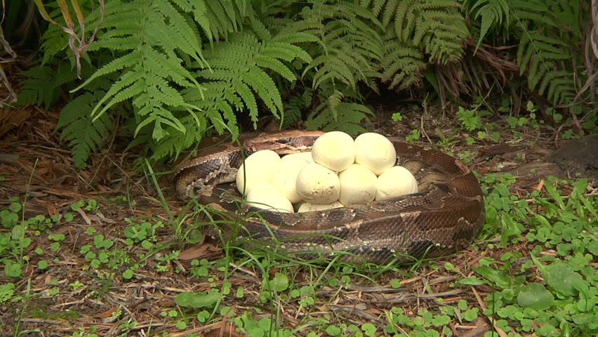 Stock video of python with eggs | 1394956 | Shutterstock