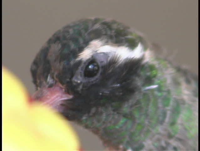 A Colorful Green Hummingbird Drinks Stock Footage Video 100