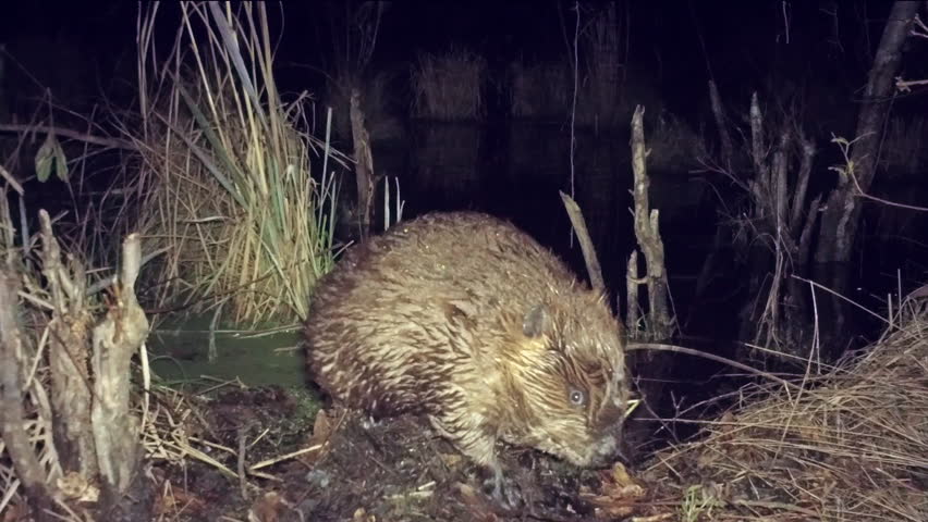 Male North American Beaver (Castor Canadensis) Marking His Territory On ...