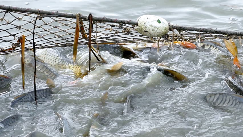 Freshwater Fish In A Pond. Fish Caught In A Fishing Net. Stock Footage ...